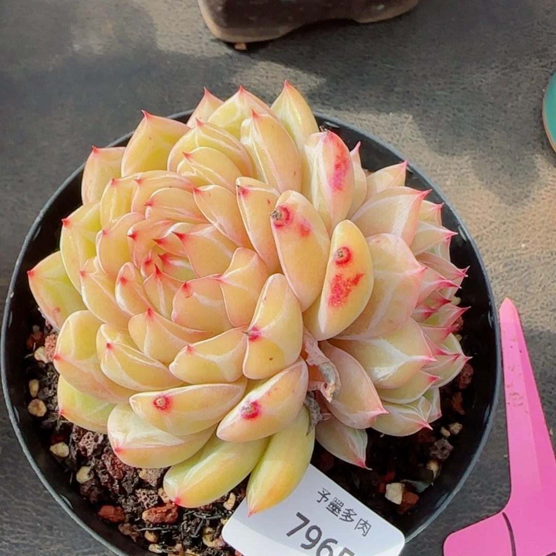 雪花珍妮，7965多肉植物