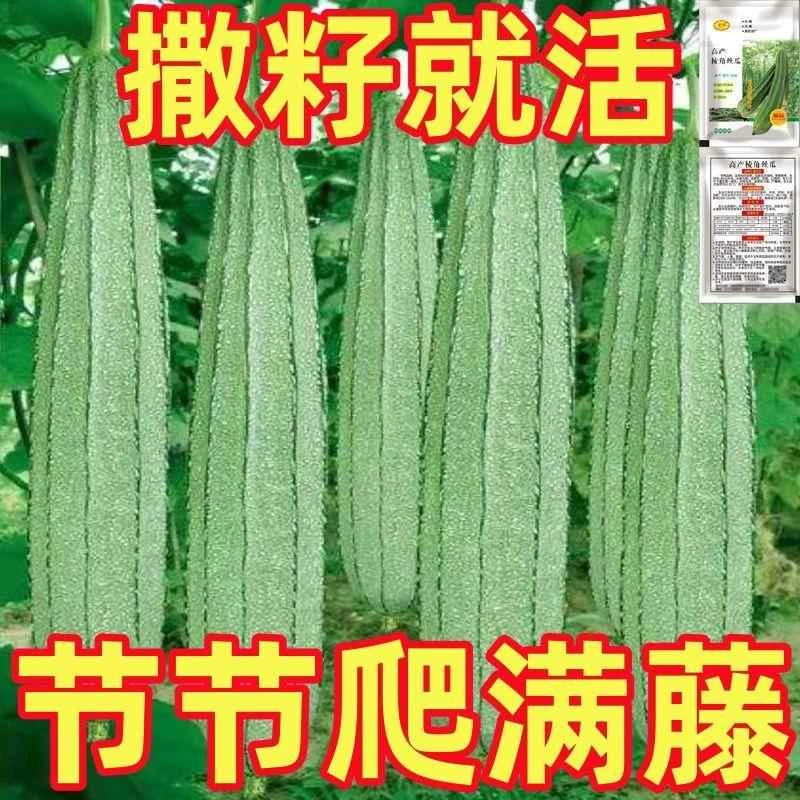 棱角丝瓜种子阳台丝瓜花点种子菜种子种子水瓜大肉蔬丝瓜四季高产