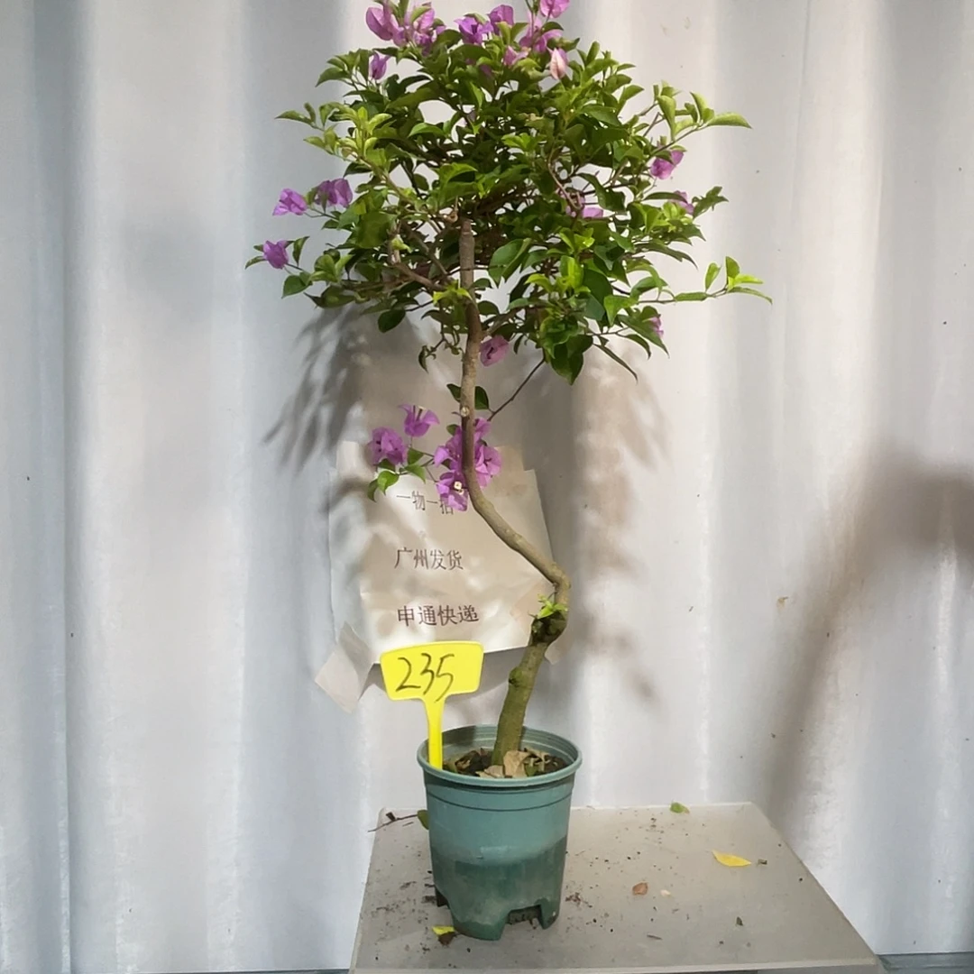 当前无花栽培后可以开花235绿叶雪紫桩
