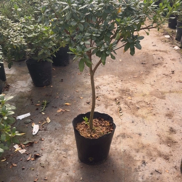 完全开放白红月杜鹃花