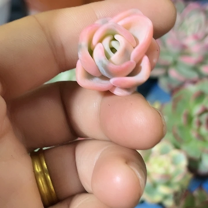 456美尻锦侧芽无根多肉