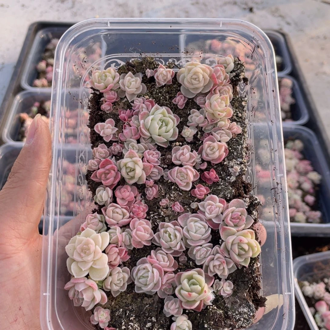 小*云糖心多肉植物183