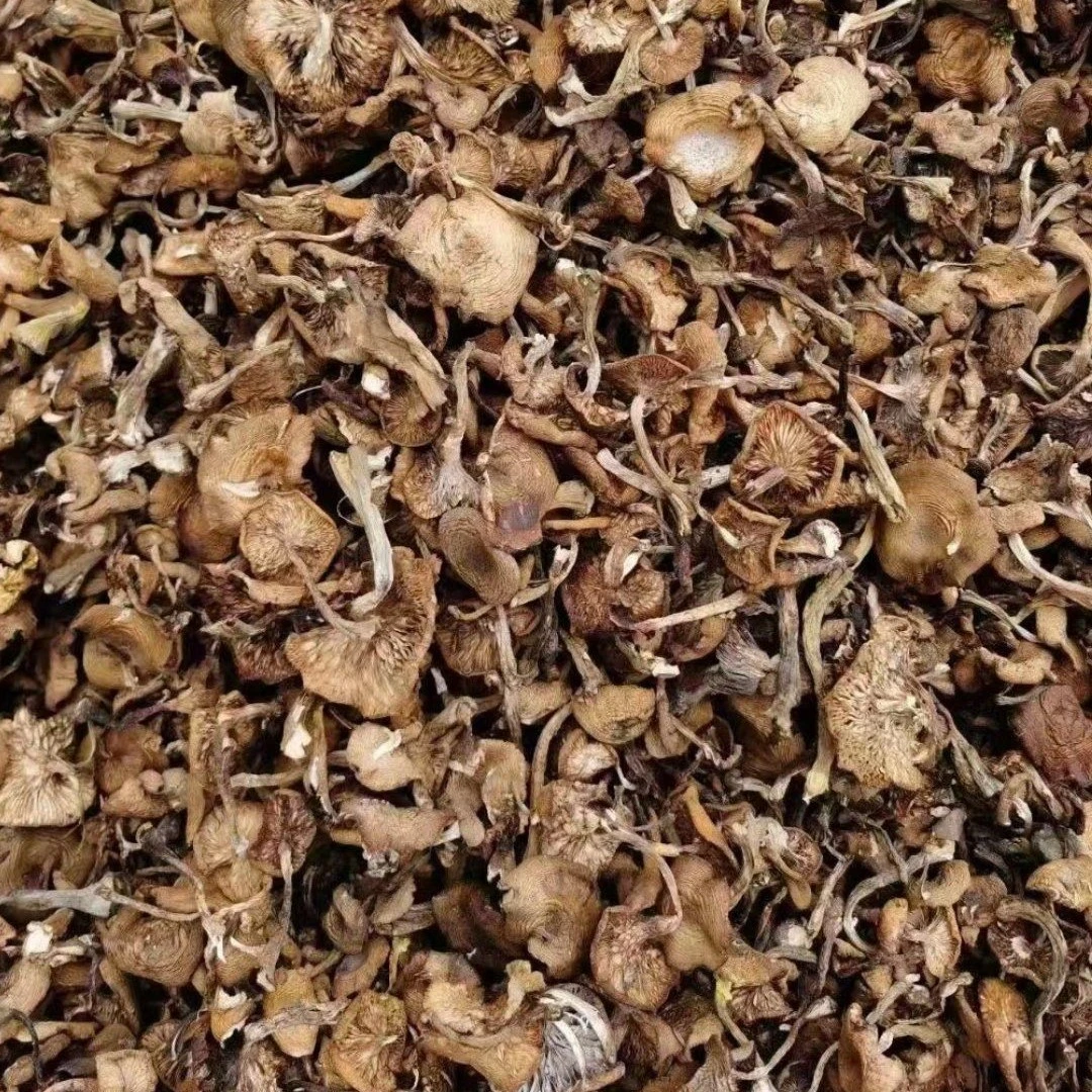 鲜榛蘑晾嗮好吃不贵