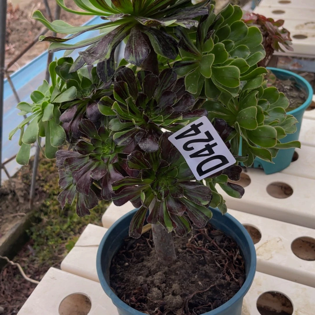 水墨丹青7/////25。包邮