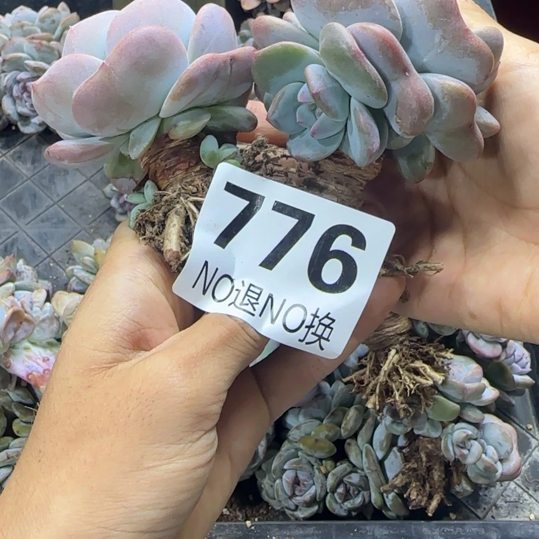 用***4两颗一起一物一拍776