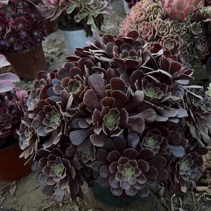 多肉植物法师欧紫30