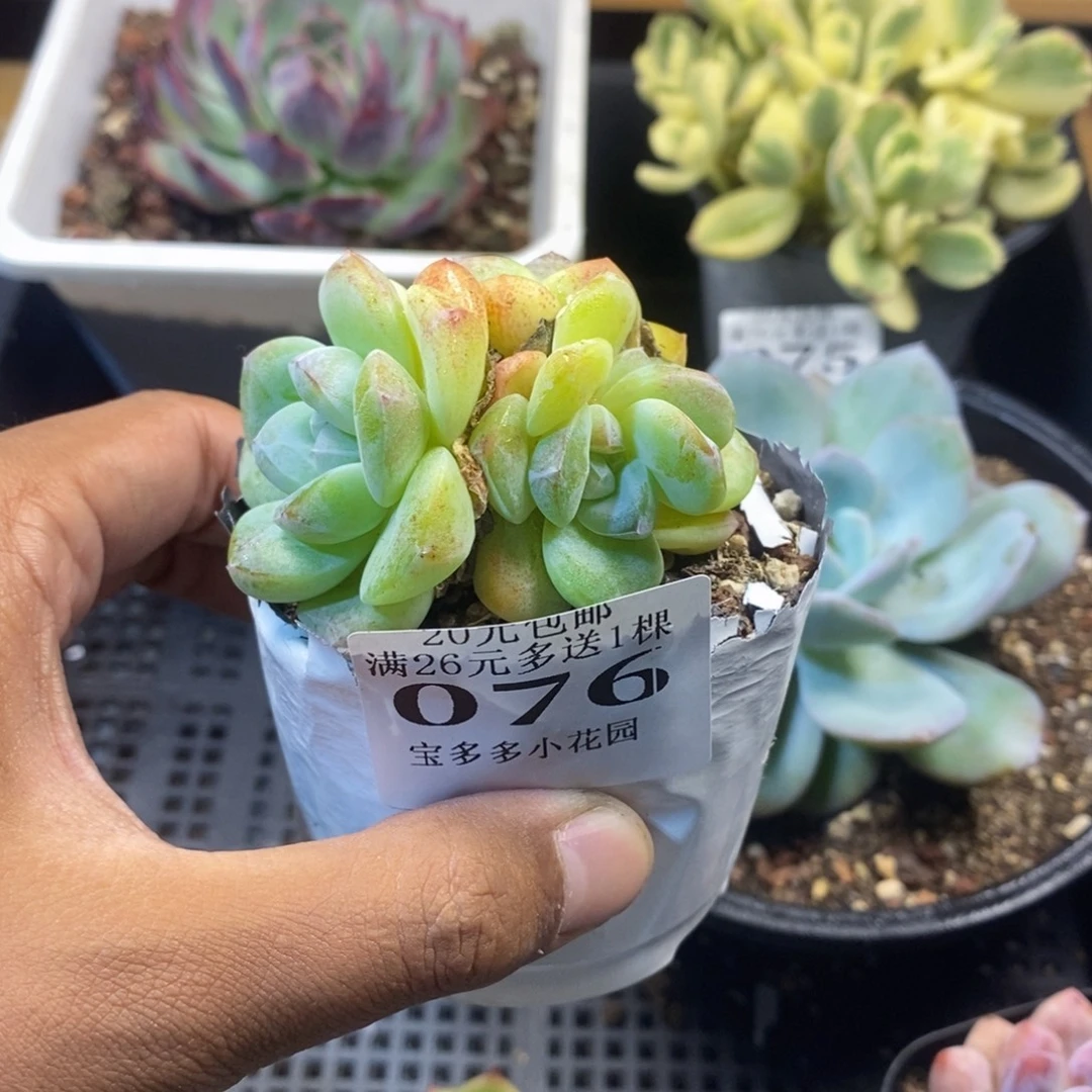 冰玉群一物一拍满20包邮满26送一颗多肉