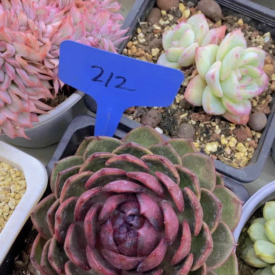 清货专场，满5宋1了