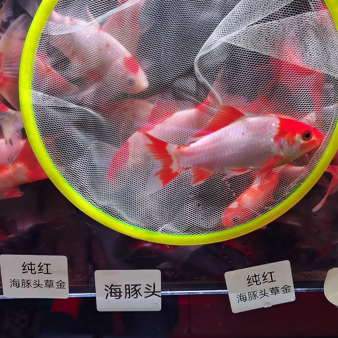 金鱼十二红，一边漏白七旗花
