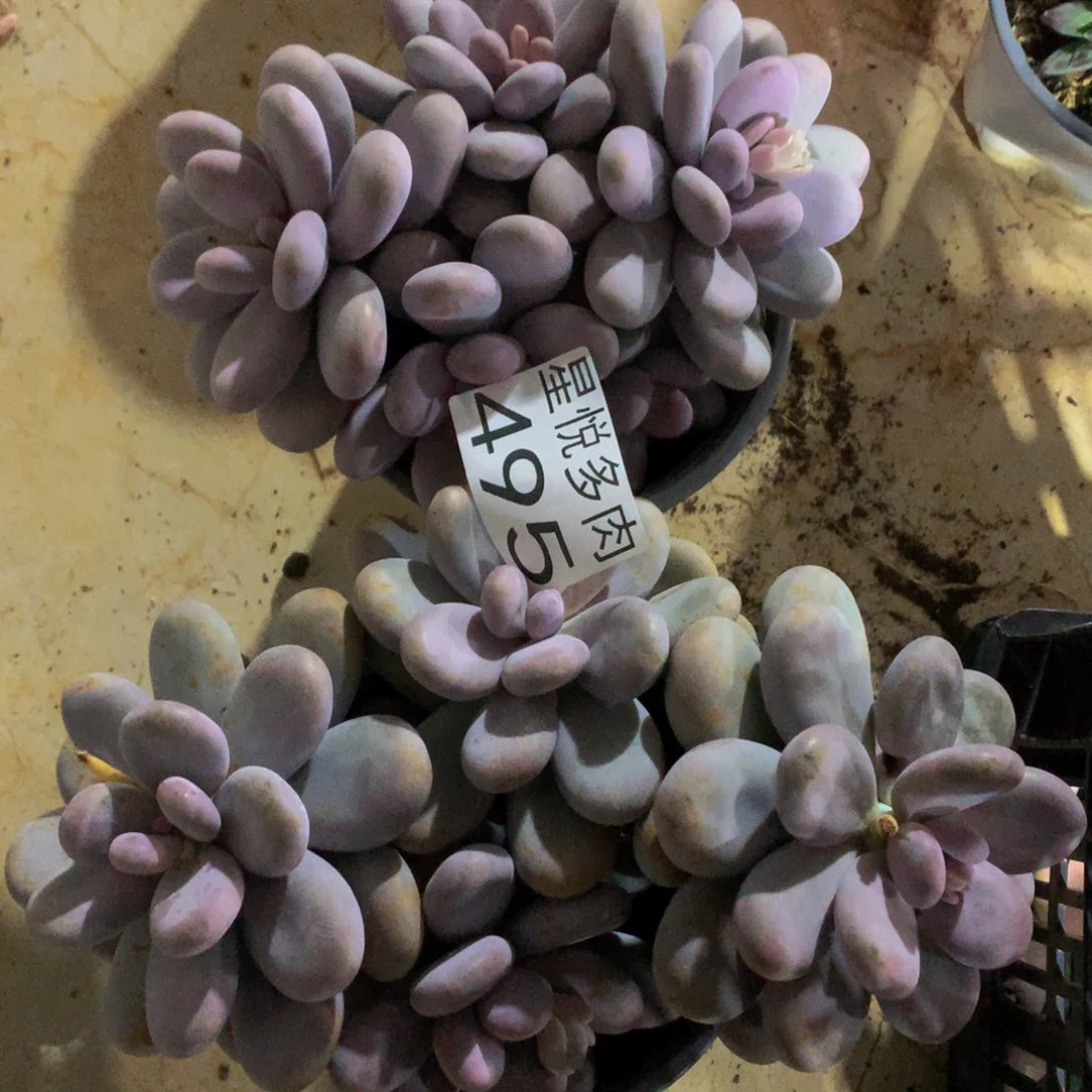 495程雪球精品多肉