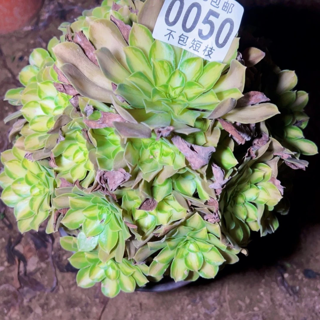 韶华多肉植物0050