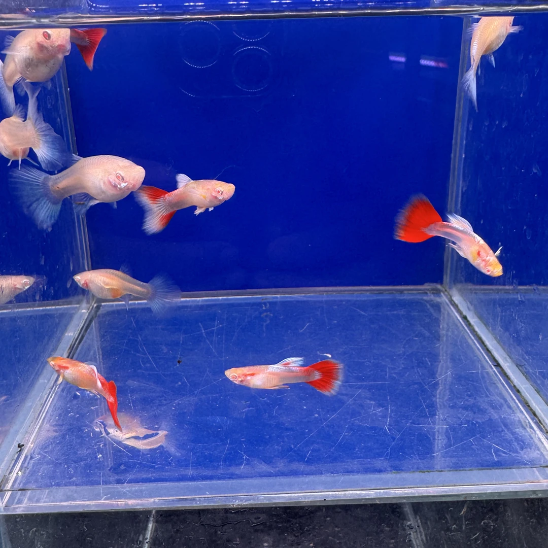 孔雀鱼火烧云孔雀鱼皮实耐活好养五开箱视频不售后入缸不包损