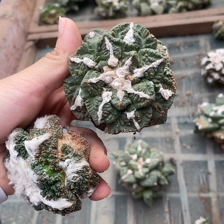 自根龟甲瑕疵特价