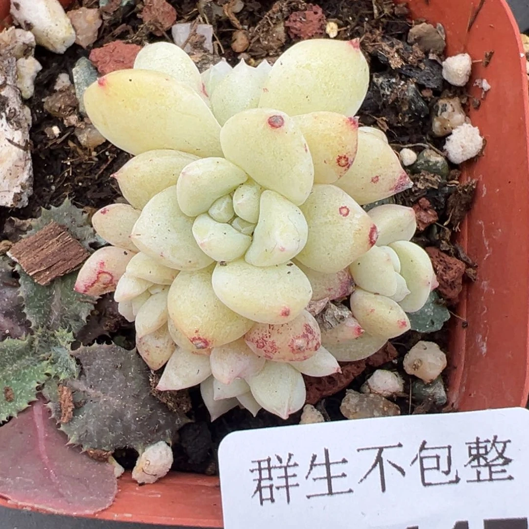 小卡拉米糖心一物一拍1-447