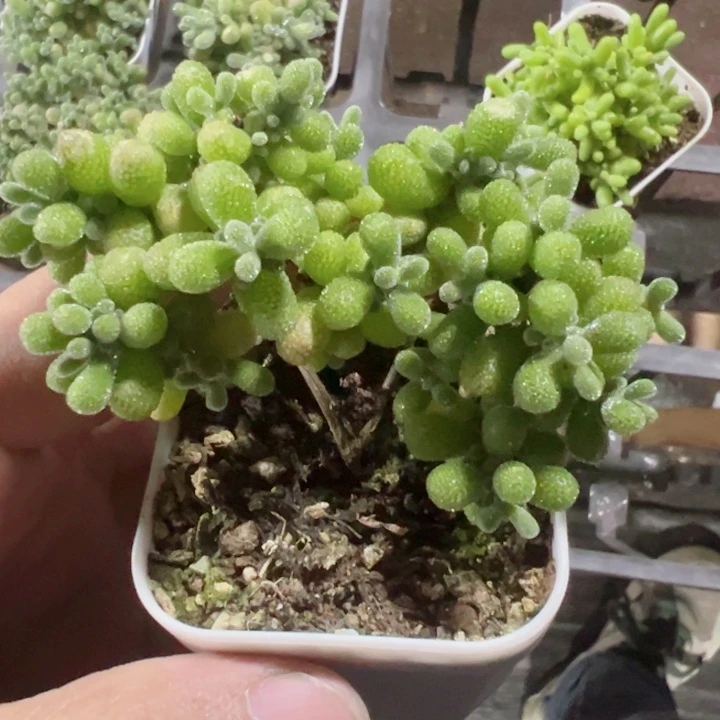 翡翠精品多肉植物大战