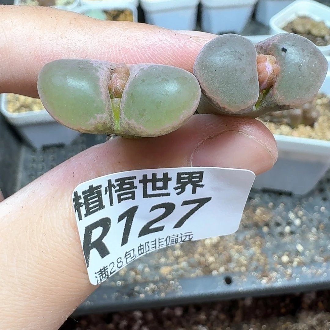 多肉植物的润泽和发发