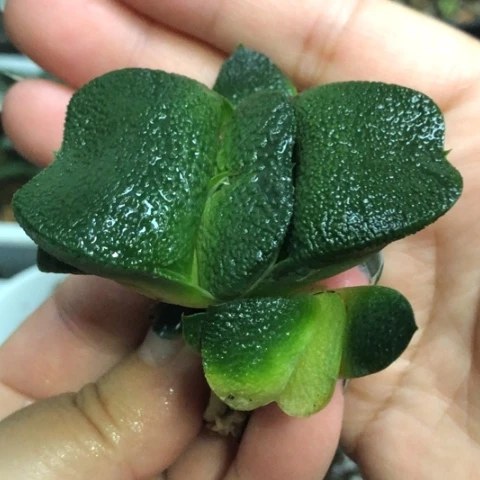 军配蜗牛母本带2个侧牙一起
