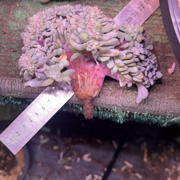 星影树缀无砍多肉