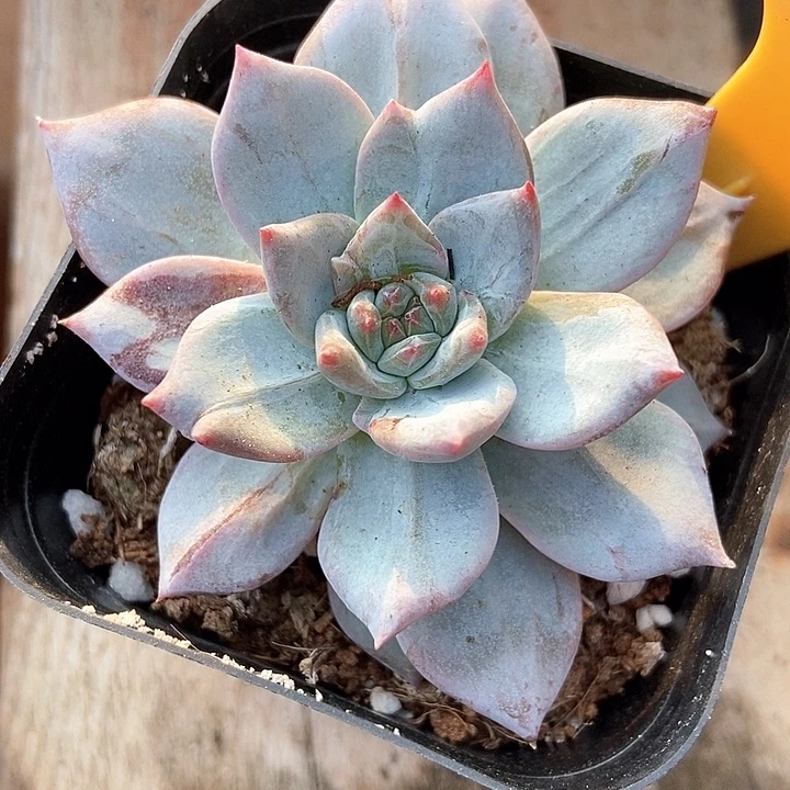 多肉植物粉蓝鸟石化574