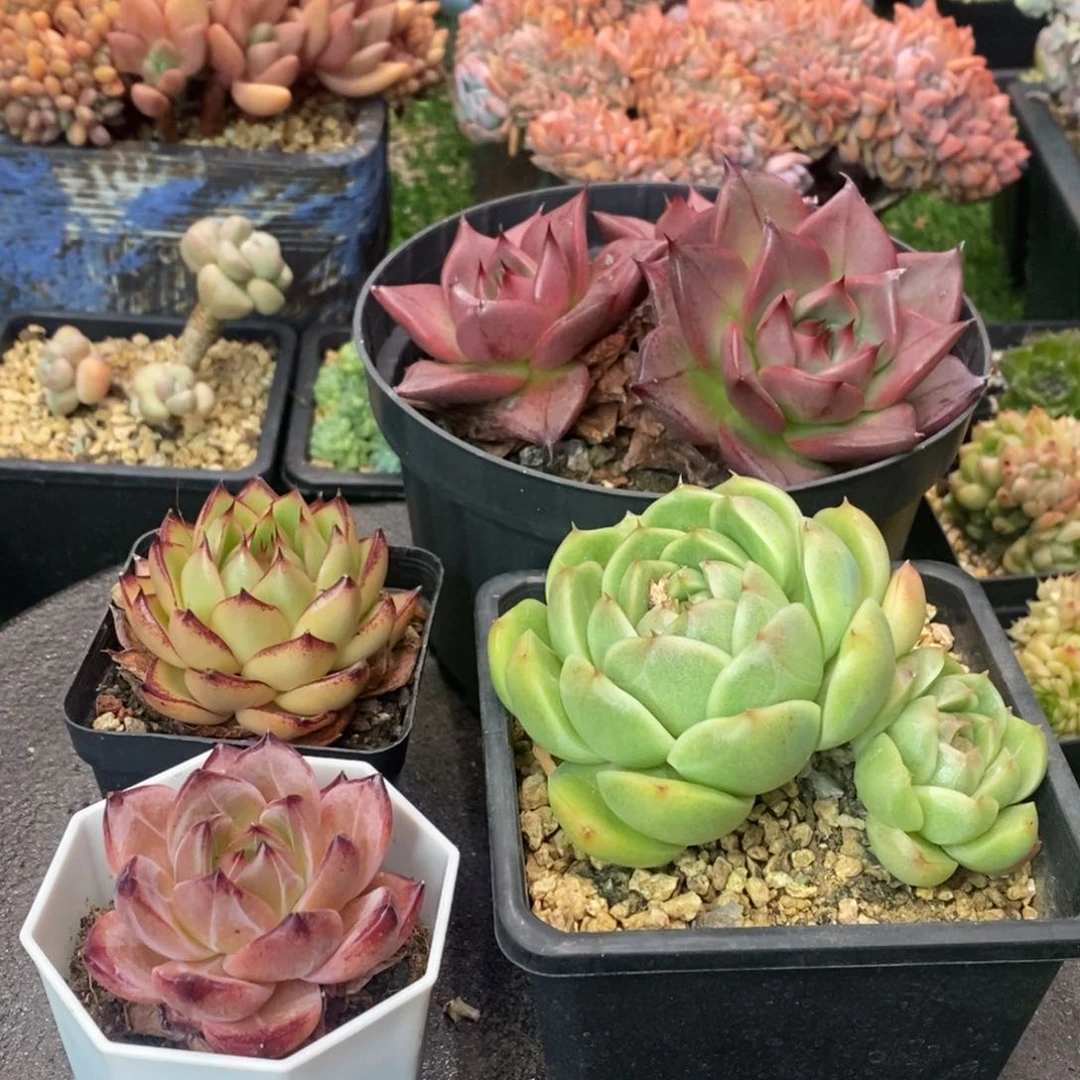 四颗多肉一物一拍