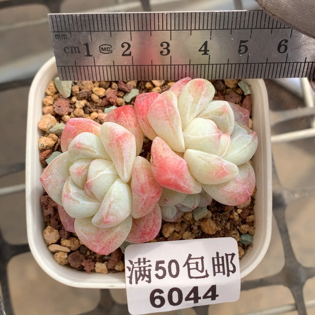 6044。老桩白底糖心冰玉三头。