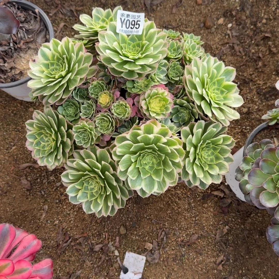 095海王官服30左右2