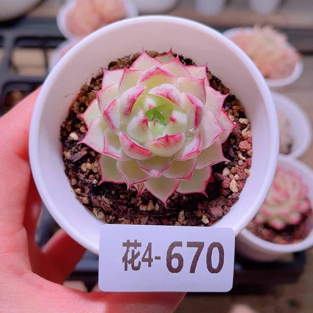 花利美4-670女王