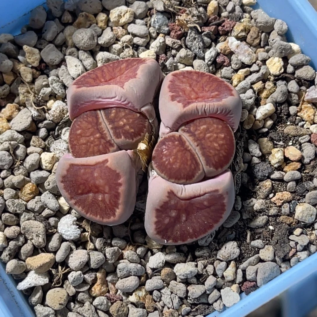 3191双头红窗菊母本