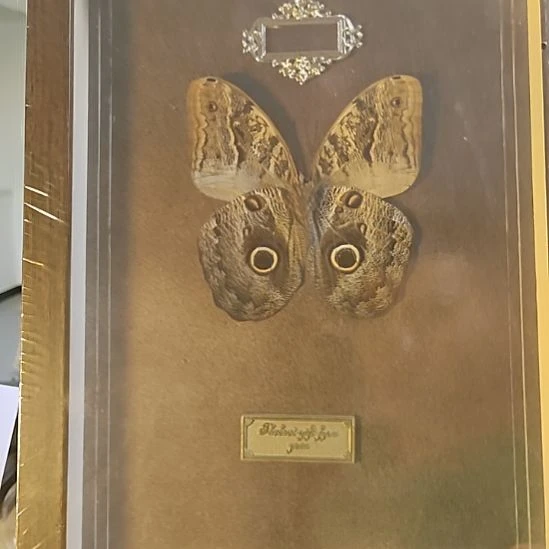 猫头鹰111111111111