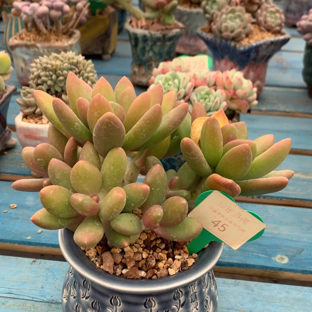 芒果奶无砍老桩45