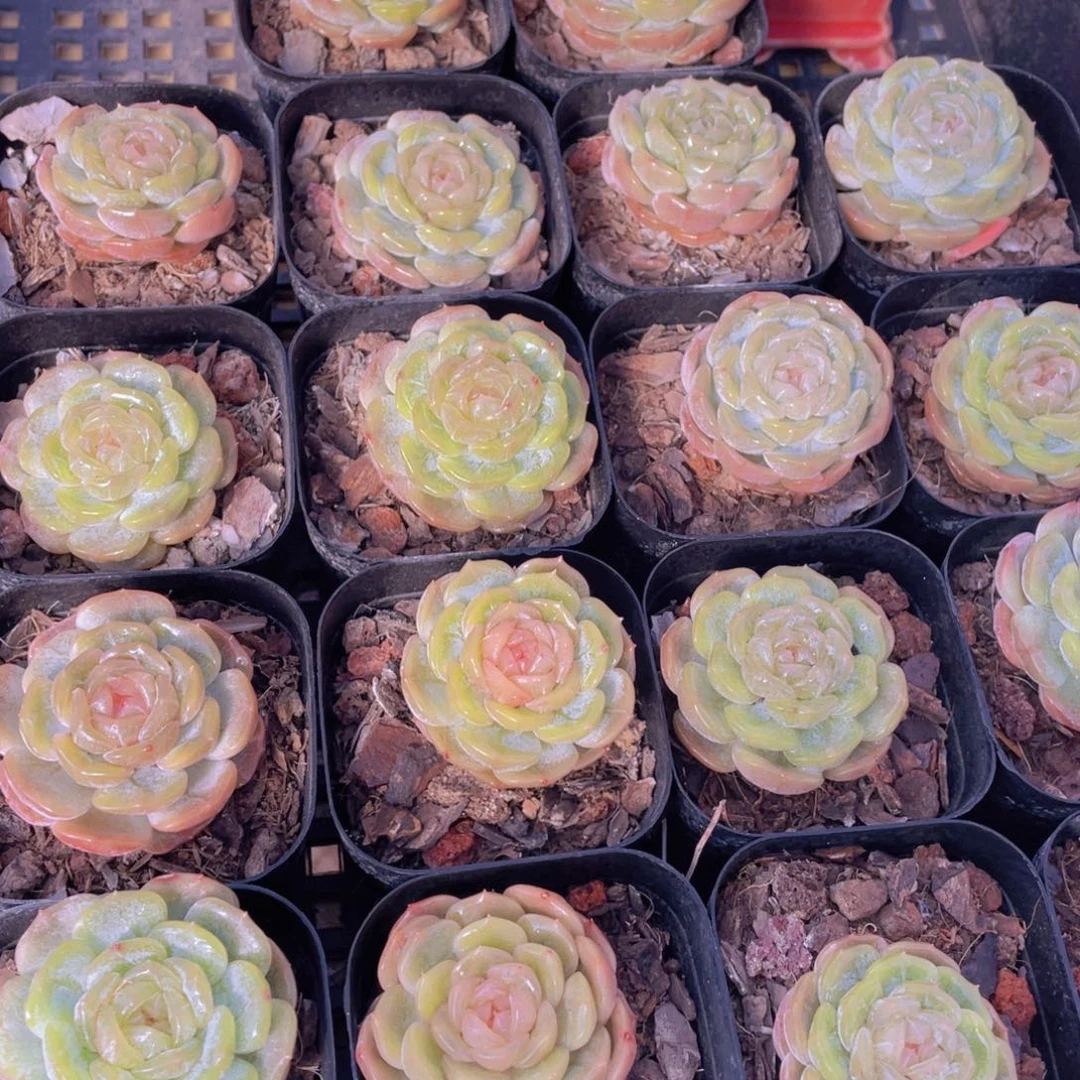 量拍108号 白色恋人单头一个