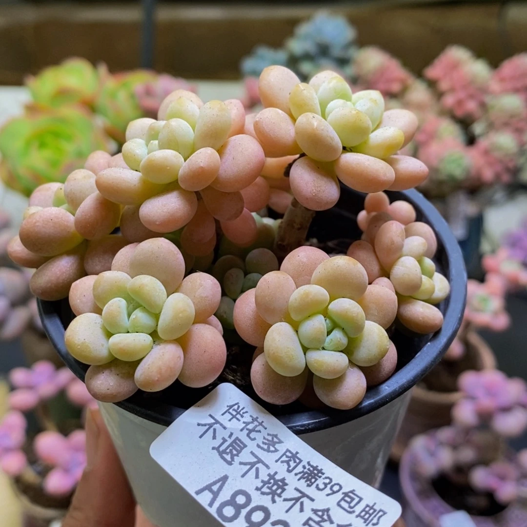 892洛可可7cm多肉