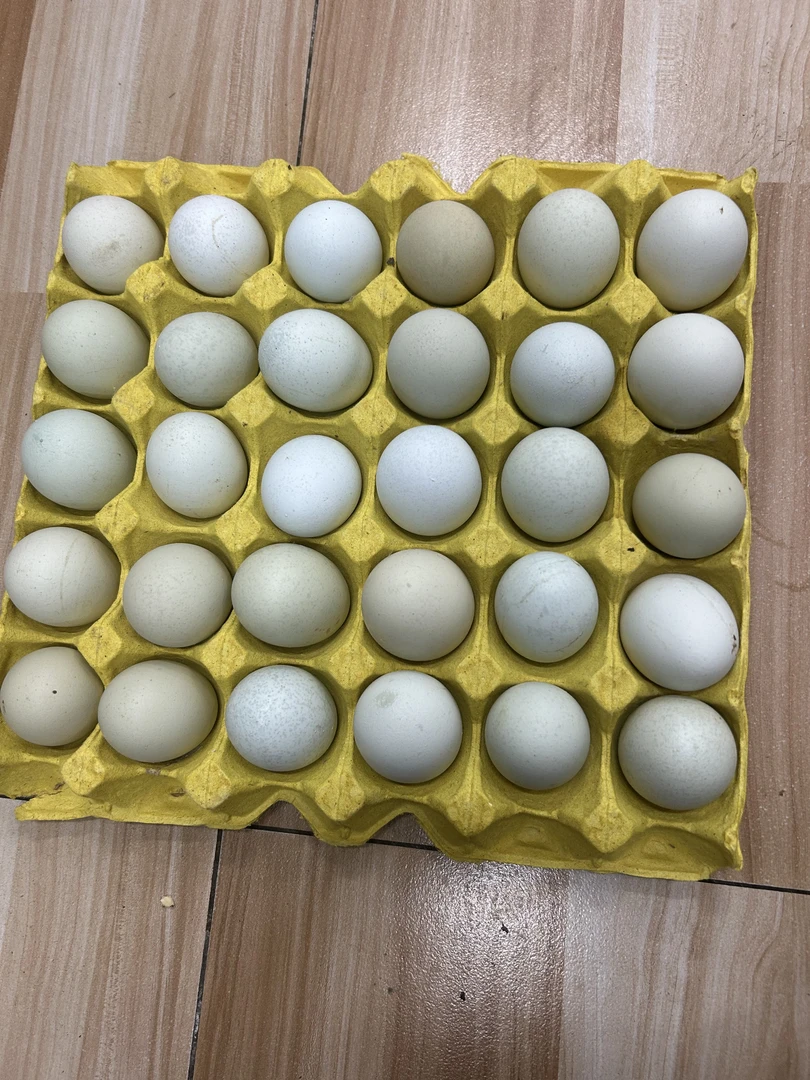 精选优质土鸡土鸡蛋