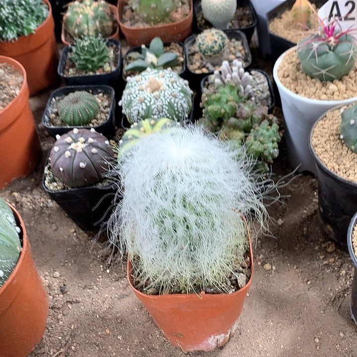 雪*3333333333333333