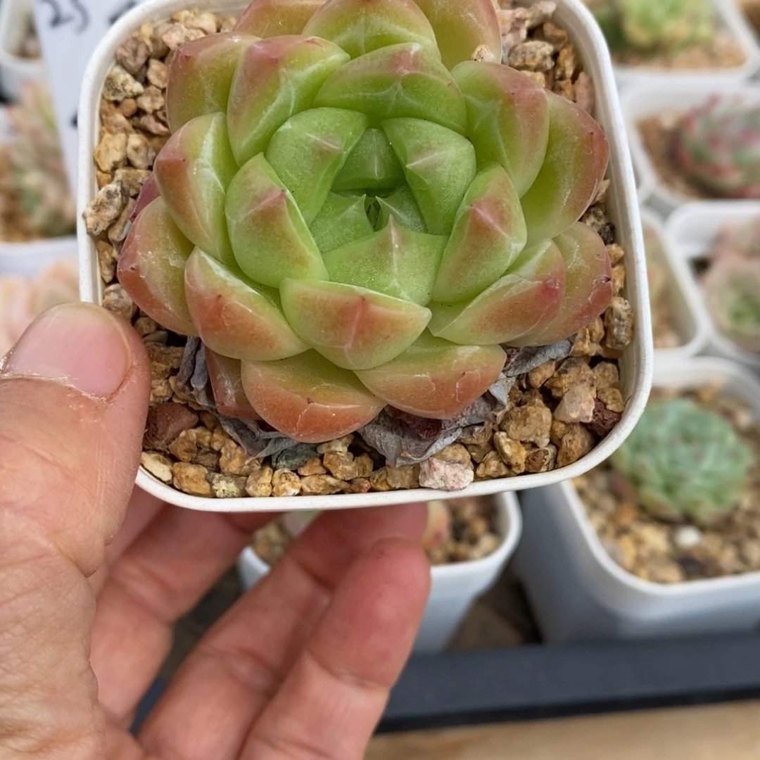 精品多肉一物一拍不包整132