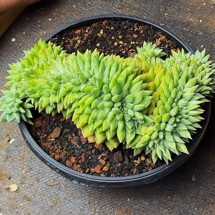 1颗美人系列多肉植物