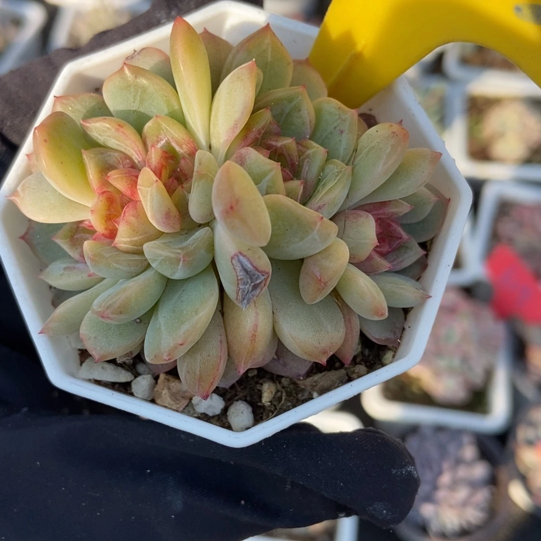 923糖果珍妮多肉植物