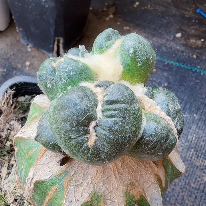 无花朵102大型平头蛋花怒东一