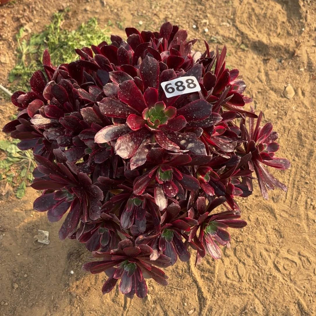 688赤霞非多肉不包损