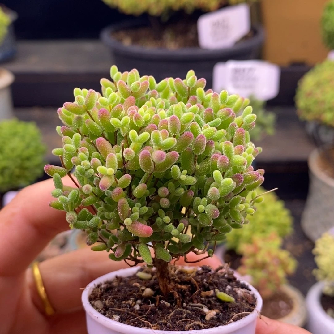 809蜜橘糖球。