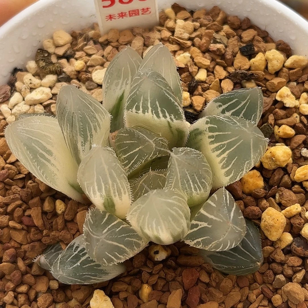 586糊斑毛玉锦锦一物一图