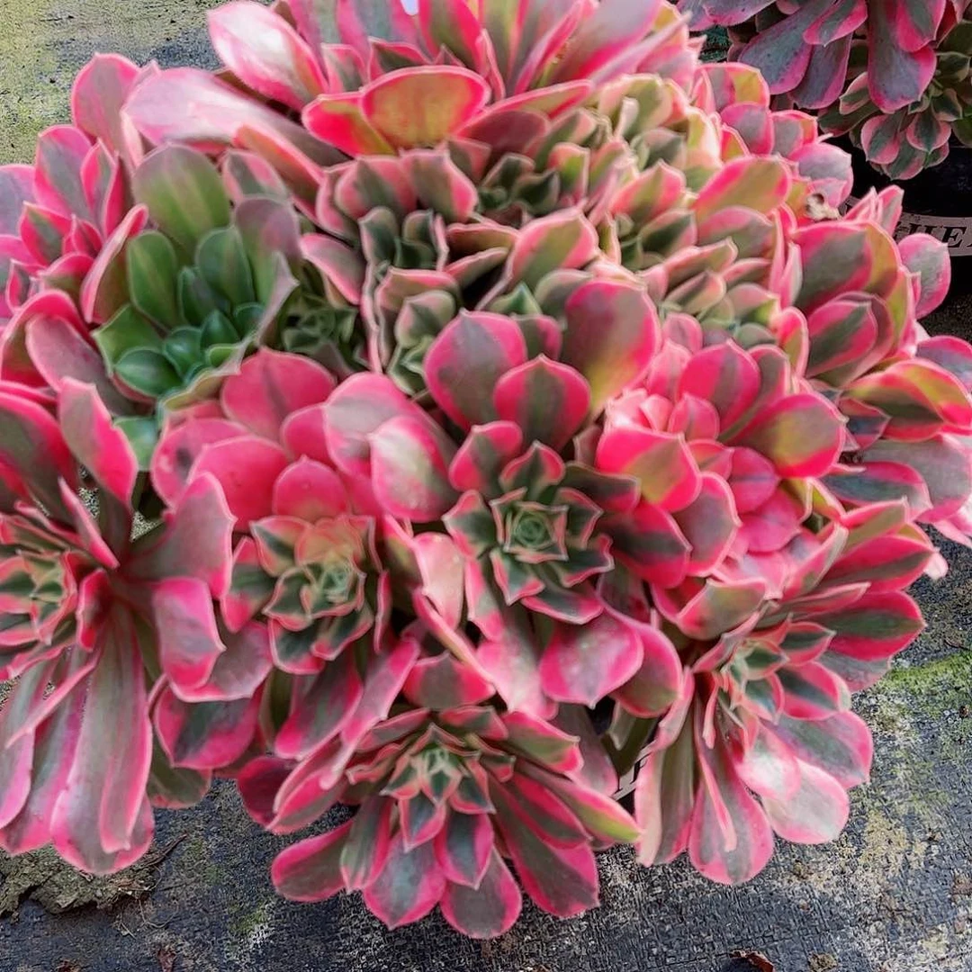 无花朵林*多肉植物679