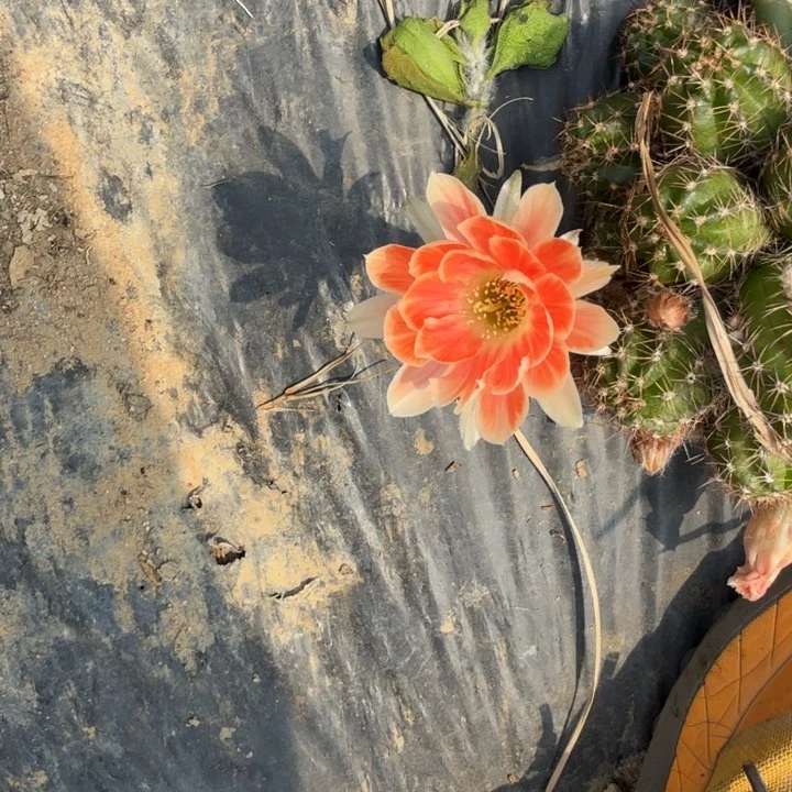 白檀仙人掌482侧芽一个