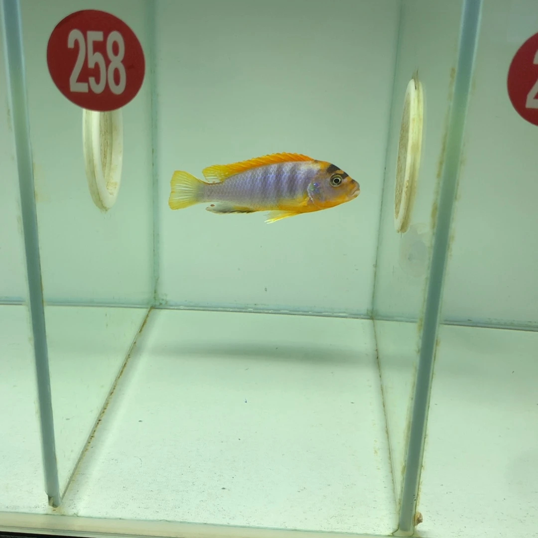 慈鲷空*格258号红鸡