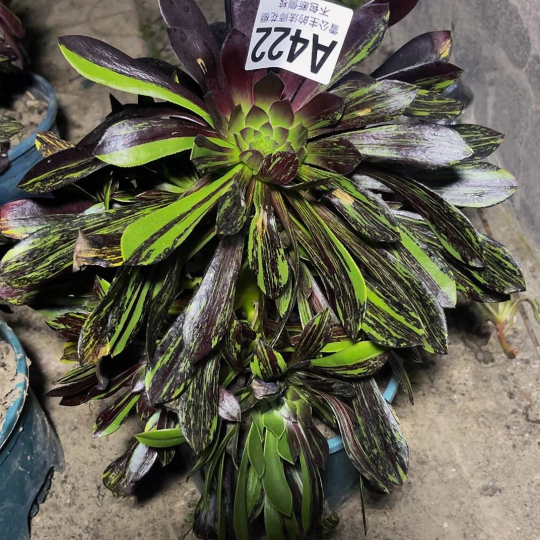 法师法师32-45。包邮法师