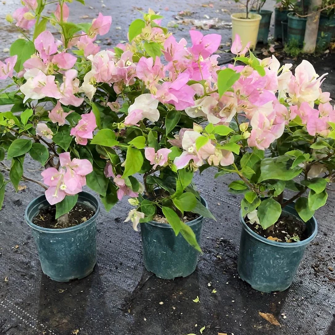 大部分花苞少量开放广红樱掌中宝一颗