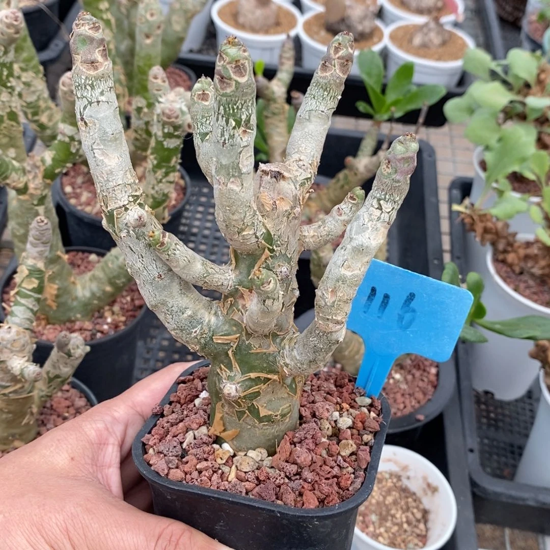 阿房宫多肉植物一个