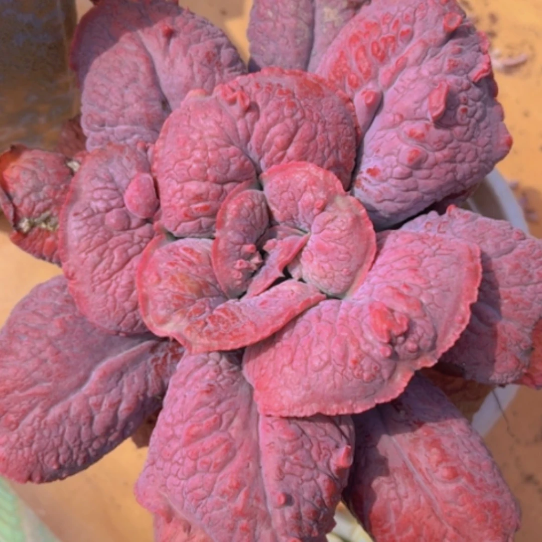 【闪购商品】男爵0872