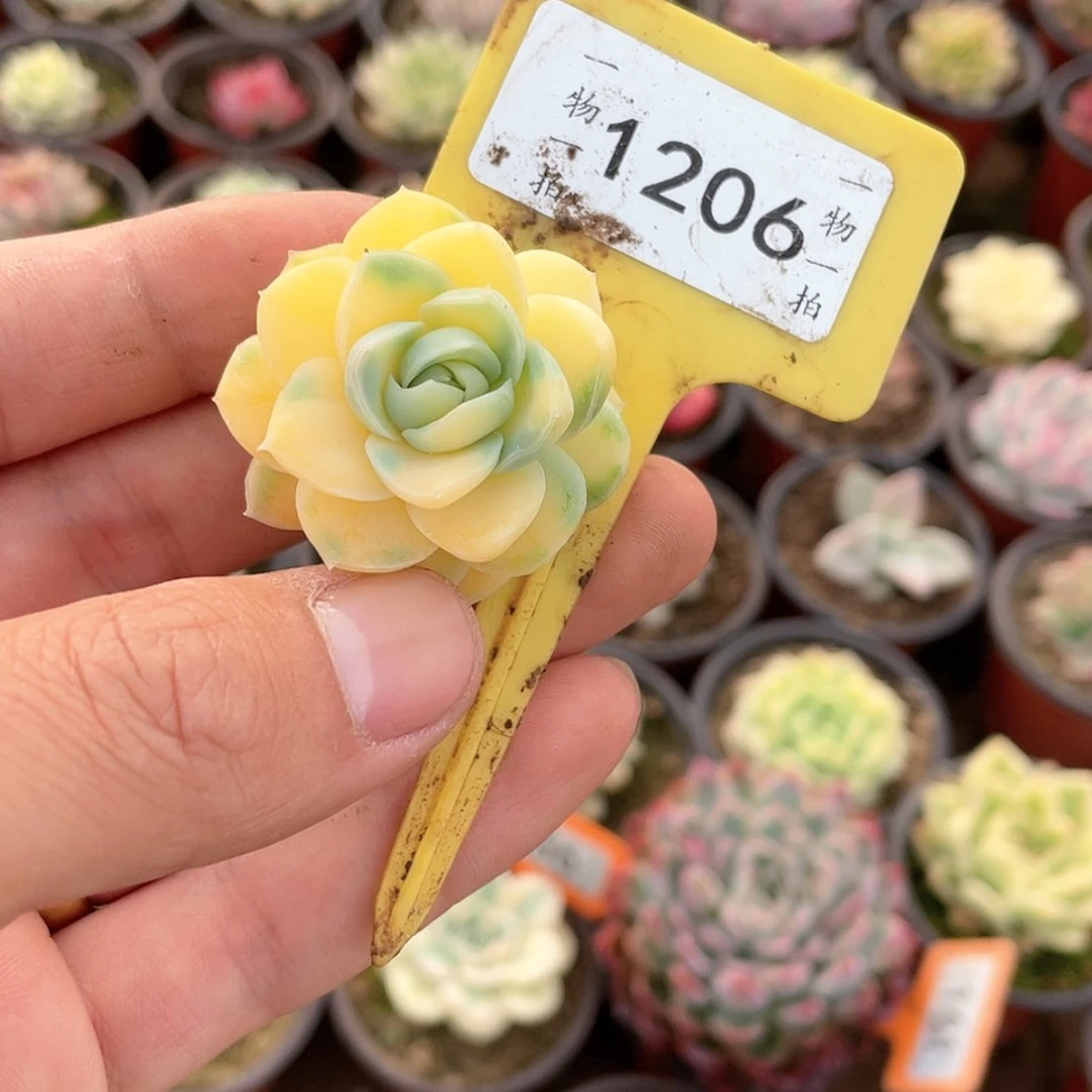 【闪购商品】钰*泽1206号