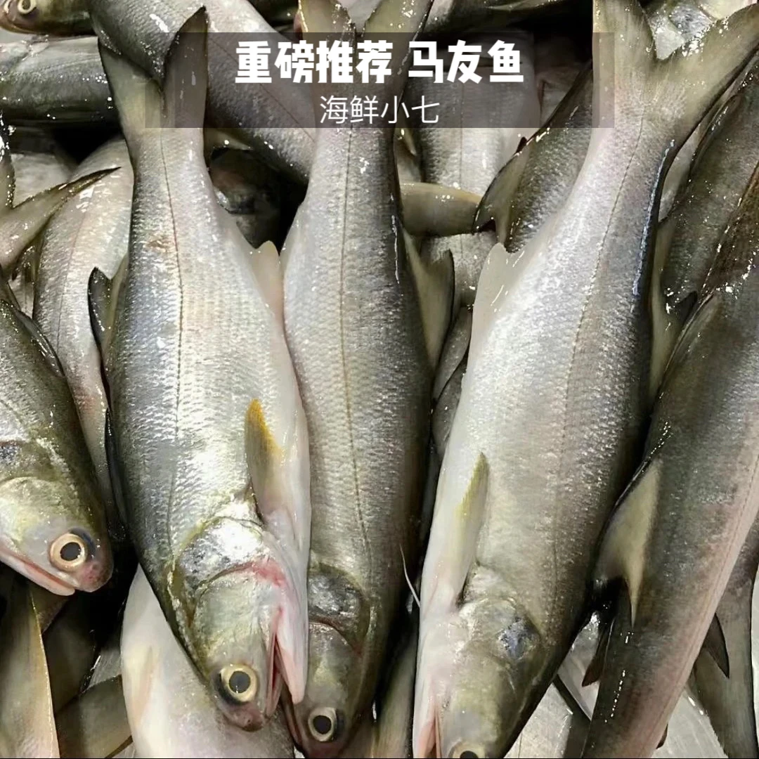 野生（马友鱼）午笋鱼 肉质鲜嫩美味 新鲜到港 不鲜包赔